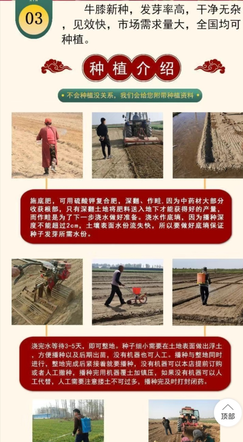 内蒙古牛膝种子，产地直发，量大从优，保质保量，欢迎来电咨询