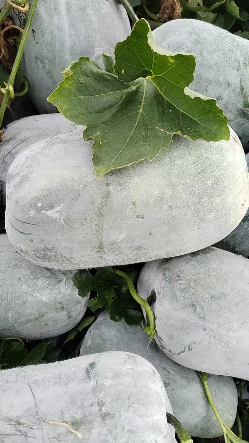 海南中桶白皮冬瓜