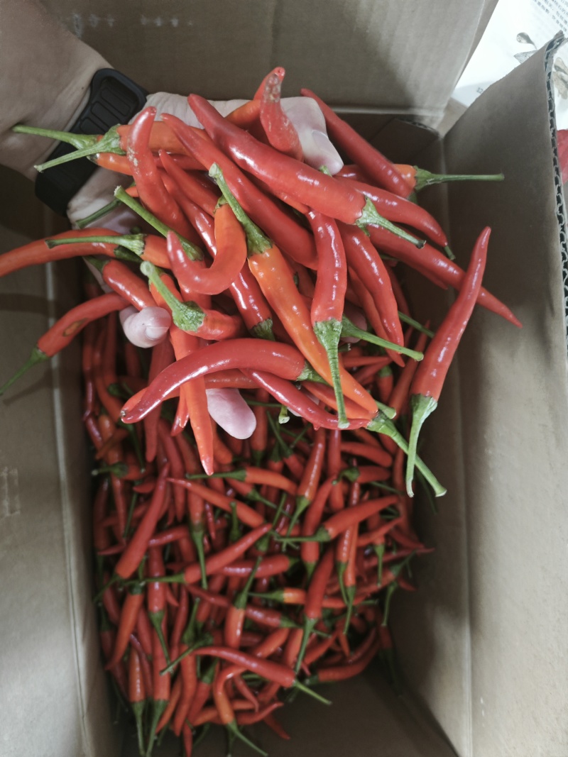 精品小米辣，河南商丘原产地发货，量大从优，需要联系整车走