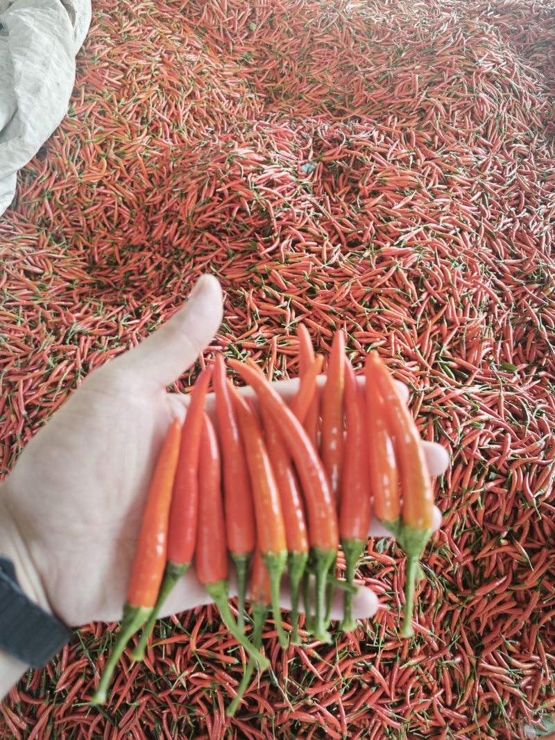 精品小米辣，河南商丘原产地发货，量大从优，需要联系整车走