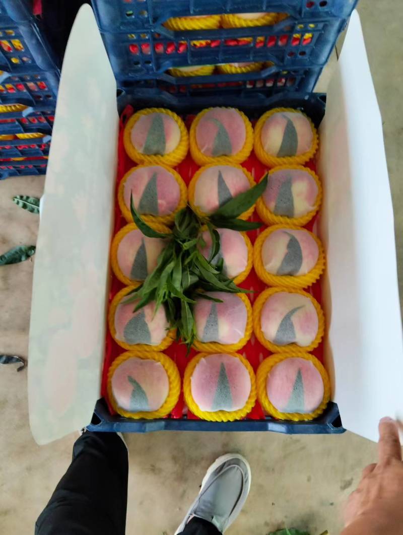 大京红毛桃
