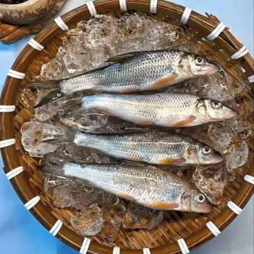 虫虫鱼/重唇鱼