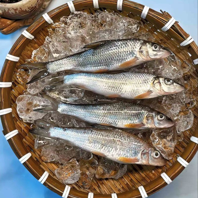 虫虫鱼/重唇鱼