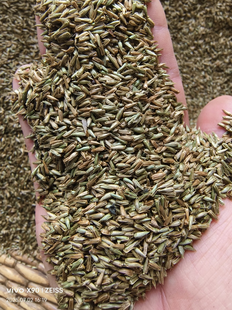 内蒙古牛膝种子，产地直发，量大从优，保质保量，欢迎来电咨询