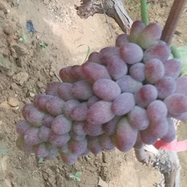 茉莉香葡萄