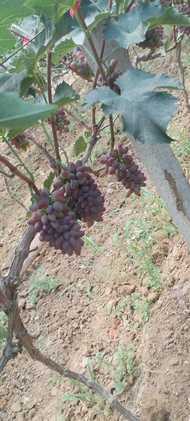 茉莉香葡萄