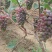 茉莉香葡萄