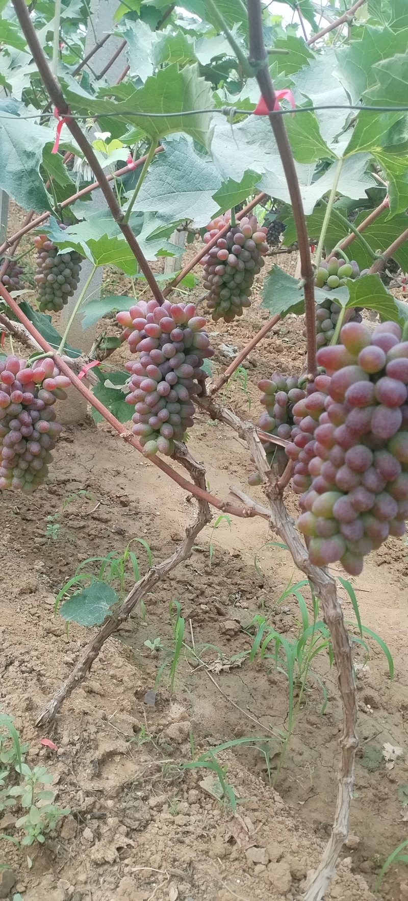 茉莉香葡萄