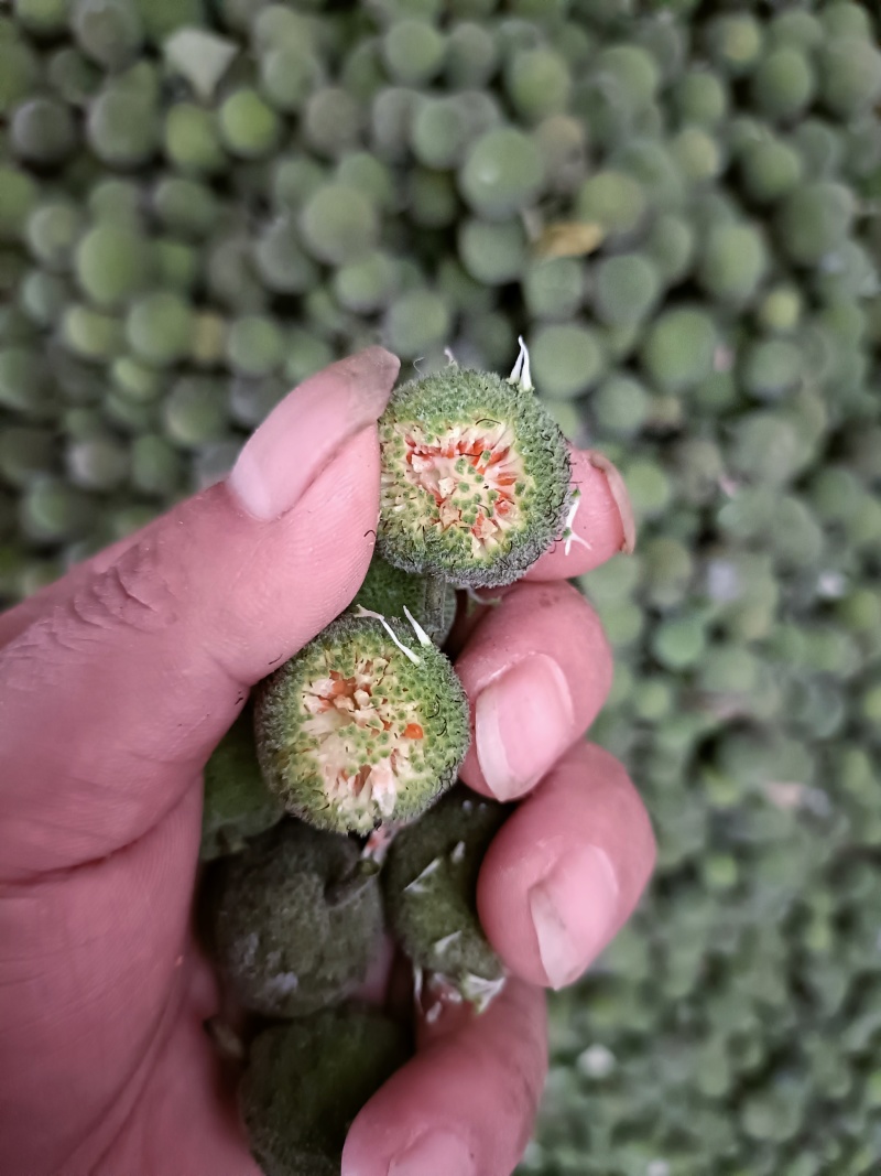 构树果，刚采摘的构树果鲜货