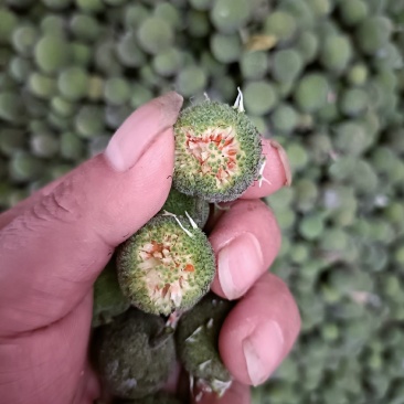 构树果，刚采摘的构树果鲜货