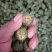 构树果，刚采摘的构树果鲜货