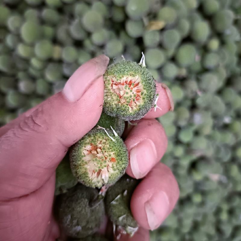 构树果，刚采摘的构树果鲜货
