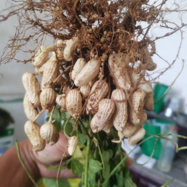 小白沙鲜花生