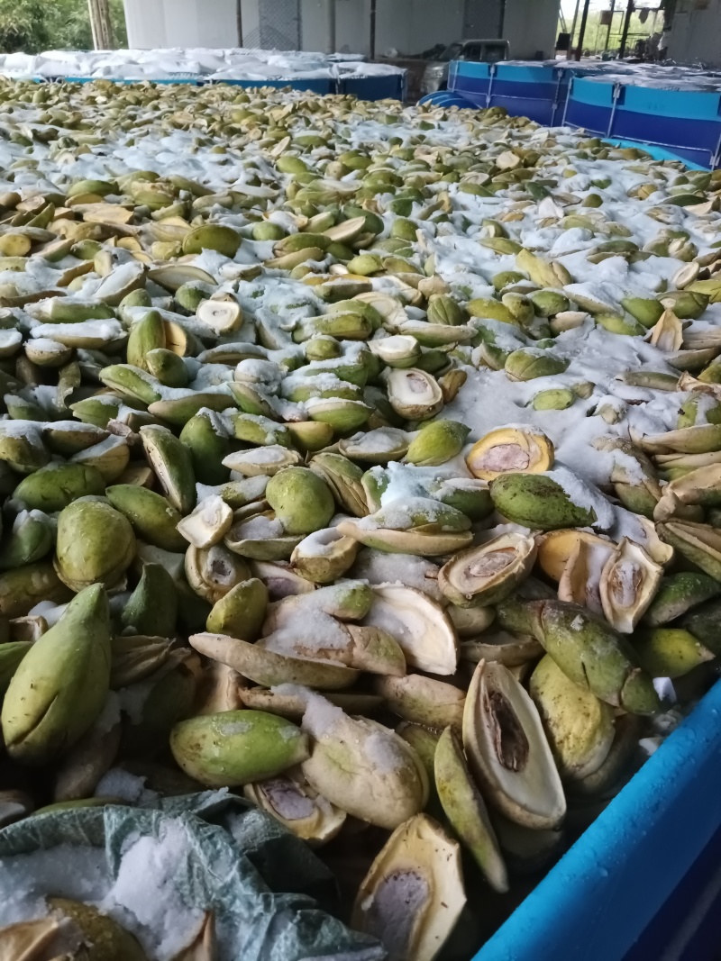 毛毛钱鹰嘴芒摸摸果