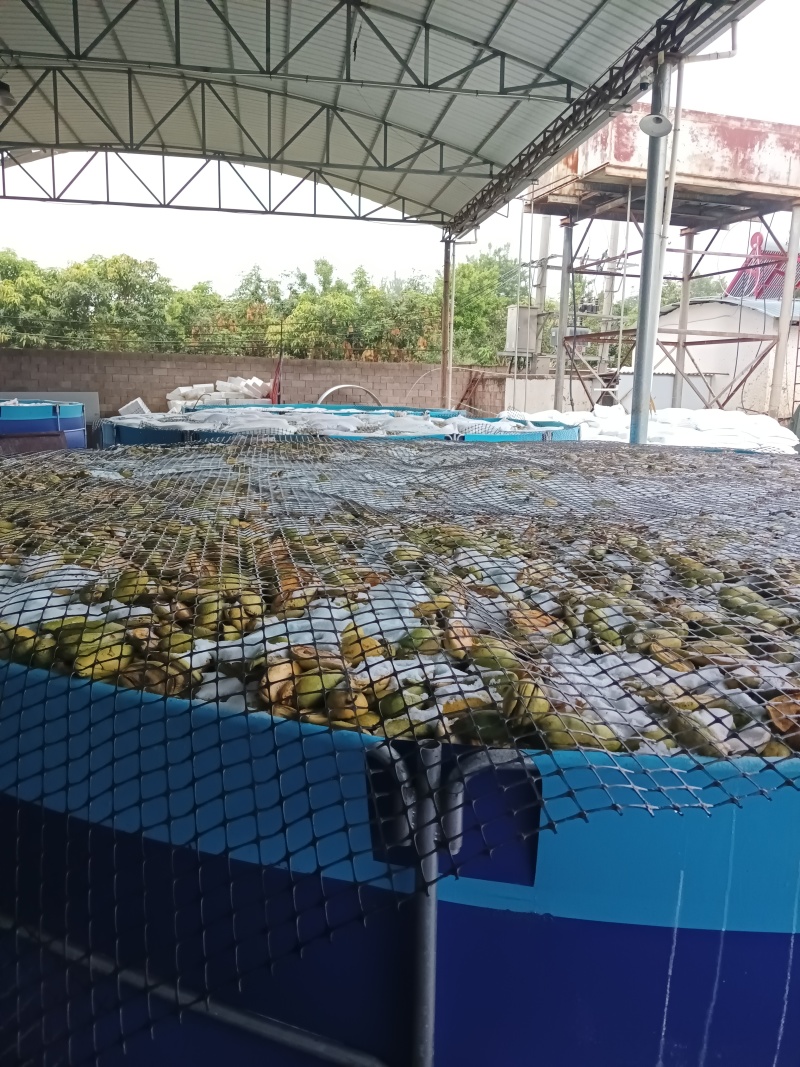 毛毛钱鹰嘴芒摸摸果