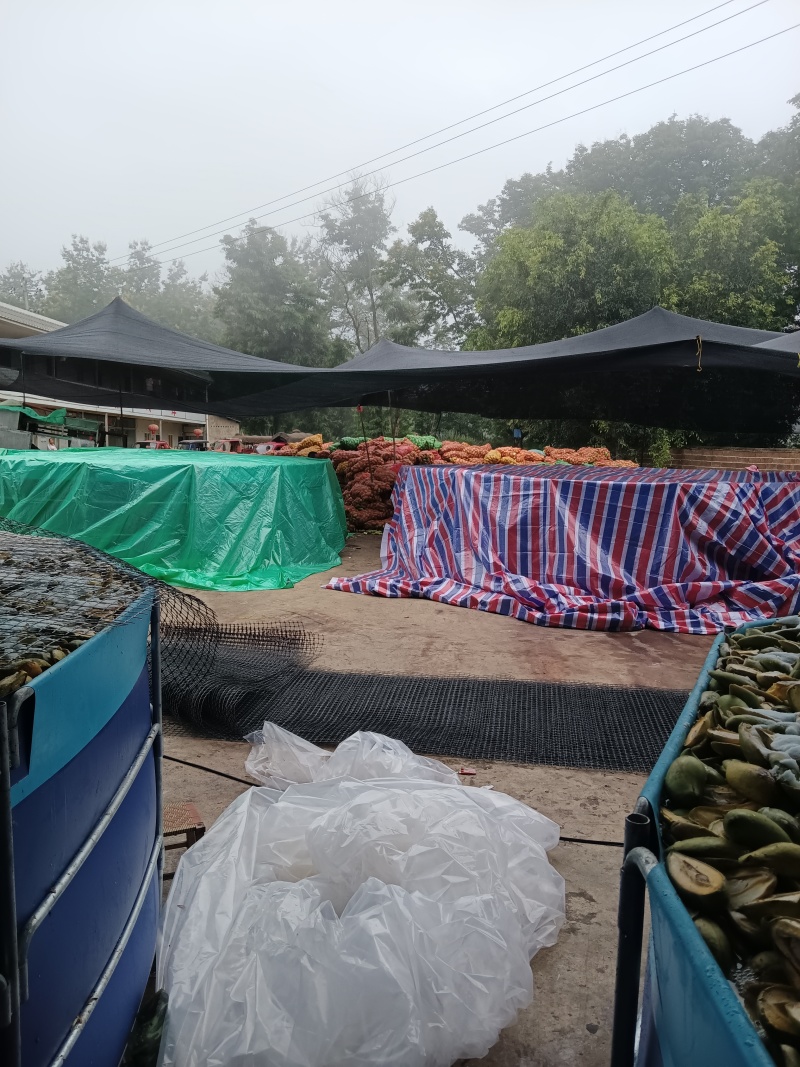毛毛钱鹰嘴芒摸摸果