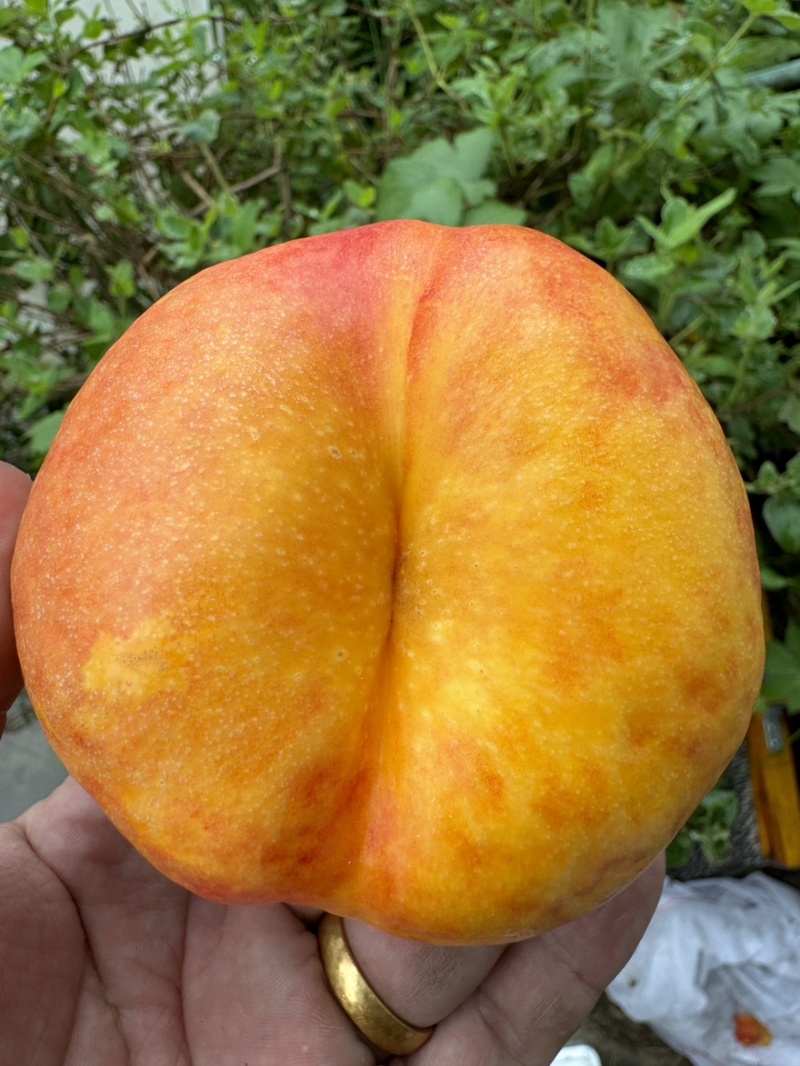 山东蒙阴黄金油蟠桃