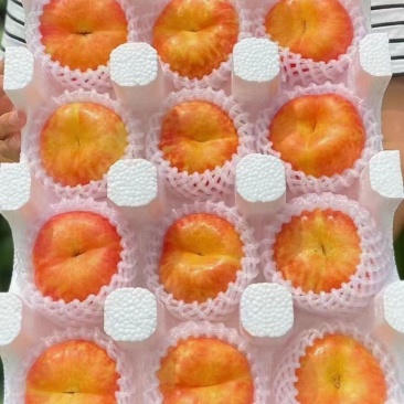 山东蒙阴黄金油蟠桃