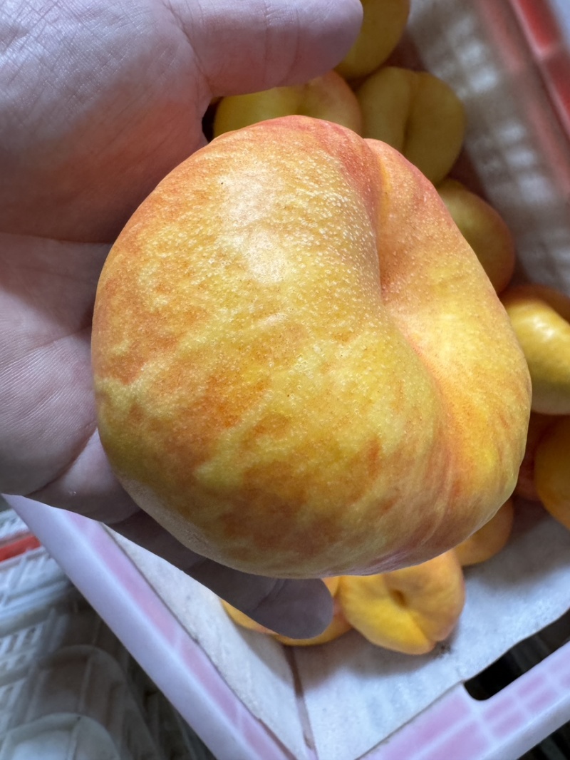 山东蒙阴黄金油蟠桃