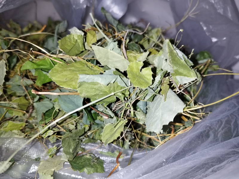 甘肃小圆叶淫羊藿