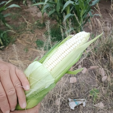 万糯2000