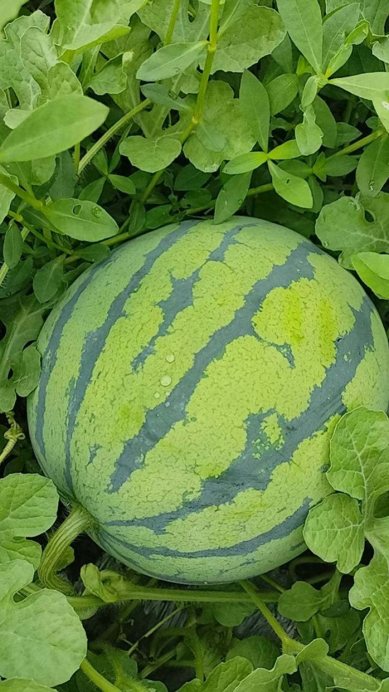 万亩基地美都西瓜大量上市啦！薄皮大红瓤，商超市场一线对接