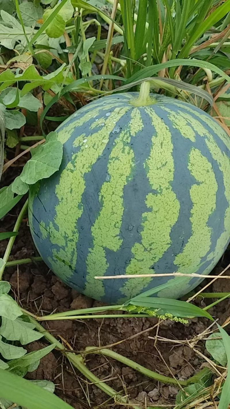 万亩基地美都西瓜大量上市啦！薄皮大红瓤，商超市场一线对接