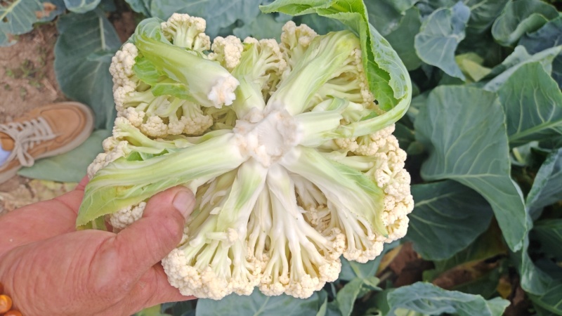 白散花
