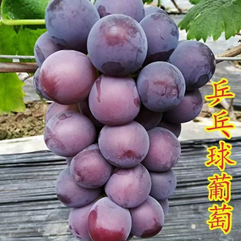 《兵乓球葡萄》藤稔葡萄山东基地直发对接商超团购电商