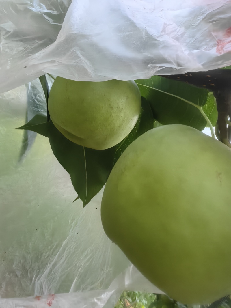 翠冠梨