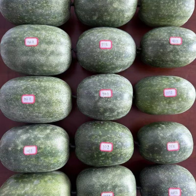 新品芋香冬瓜迷你水果冬瓜肉厚芋香浓郁脆甜爽口
