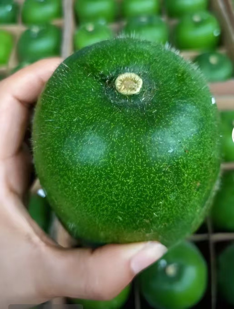 新品芋香冬瓜迷你水果冬瓜肉厚芋香浓郁脆甜爽口