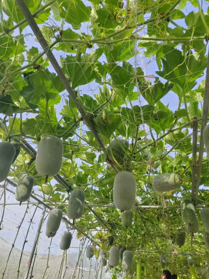 新品芋香冬瓜迷你水果冬瓜肉厚芋香浓郁脆甜爽口