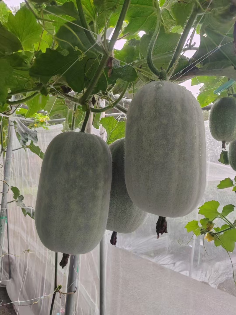 新品芋香冬瓜迷你水果冬瓜肉厚芋香浓郁脆甜爽口