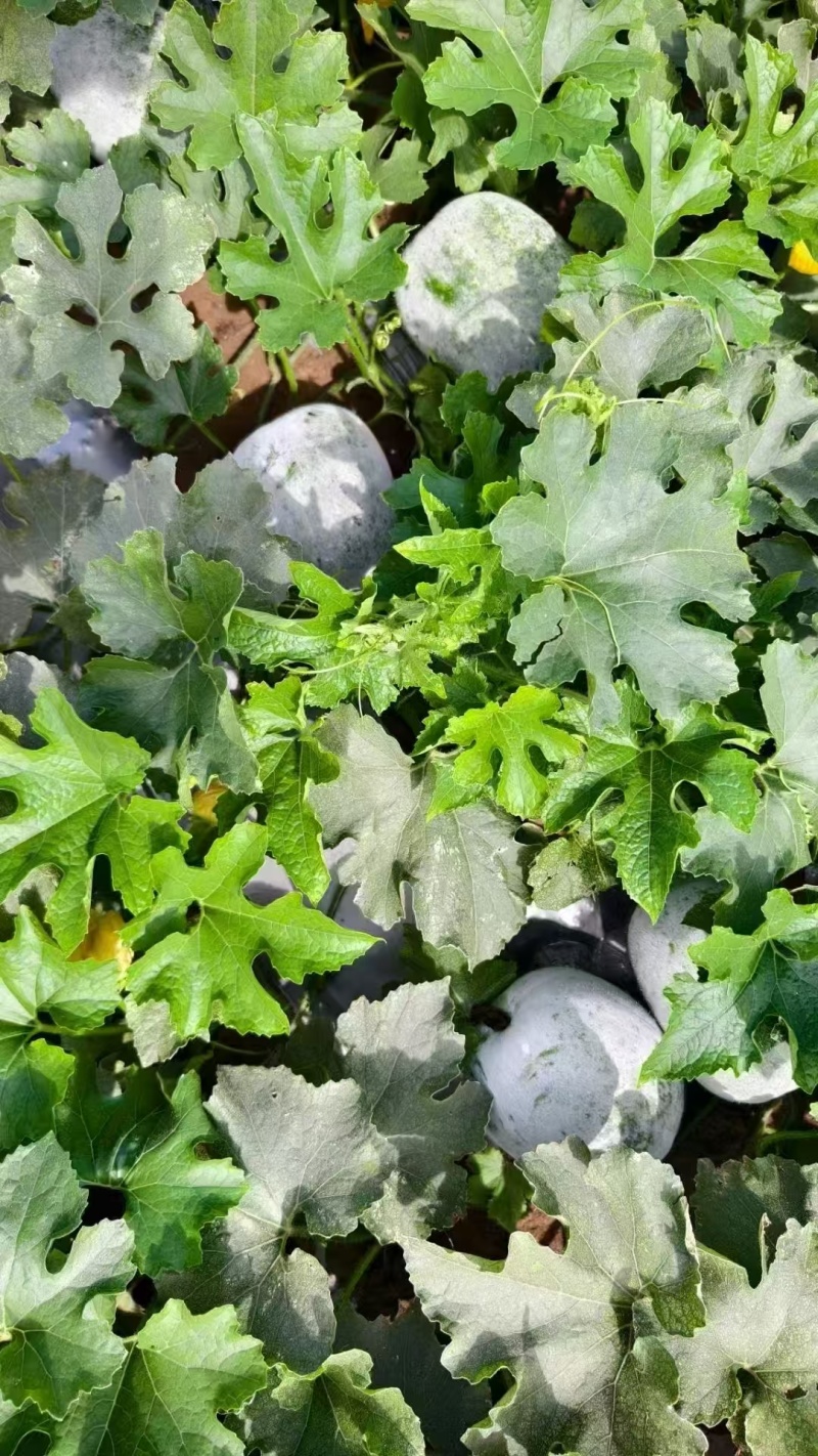 新品芋香冬瓜迷你水果冬瓜肉厚芋香浓郁脆甜爽口