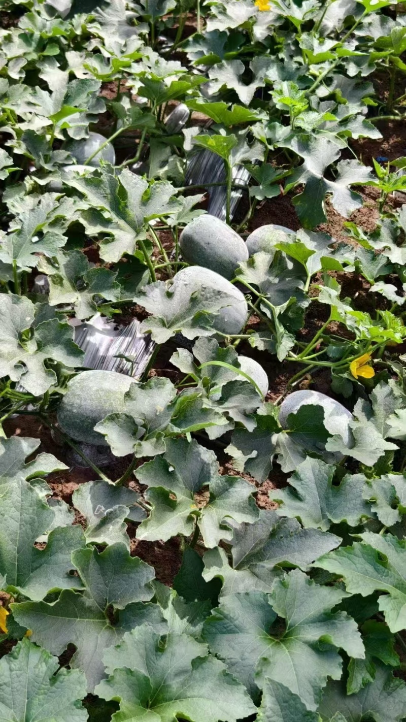 新品芋香冬瓜迷你水果冬瓜肉厚芋香浓郁脆甜爽口