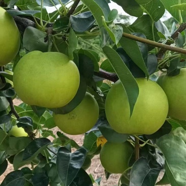 电商供应链湖北翠冠梨，鲜果供货