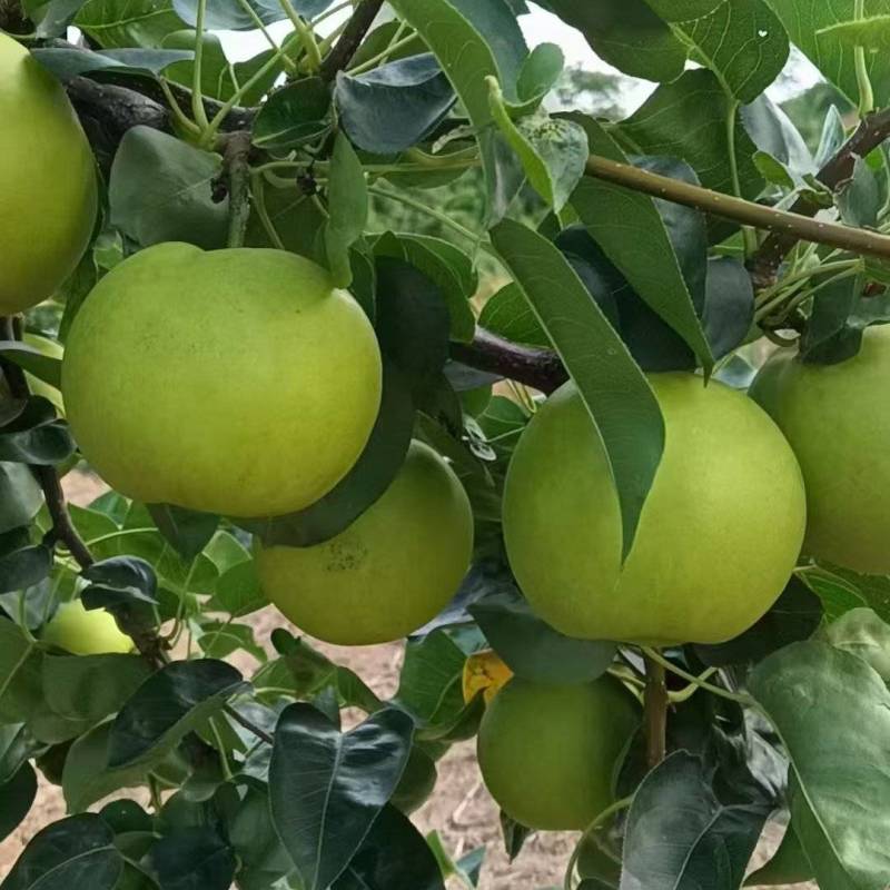 电商供应链湖北翠冠梨，鲜果供货