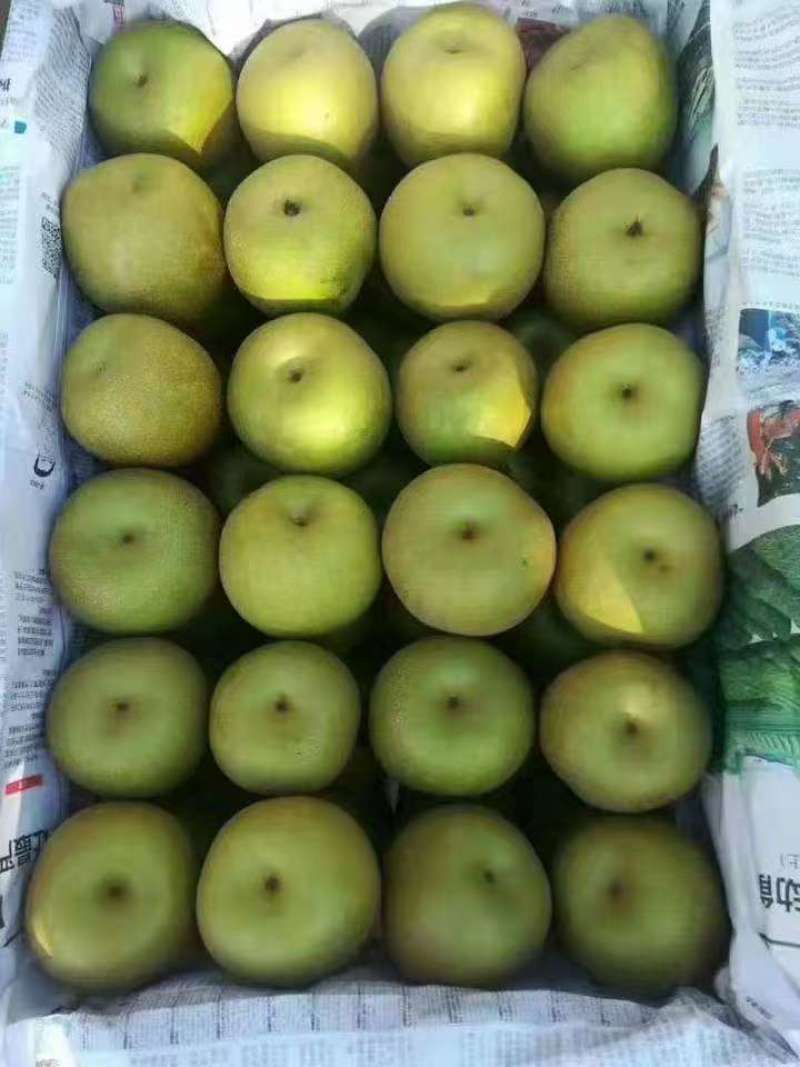 电商供应链湖北翠冠梨，鲜果供货