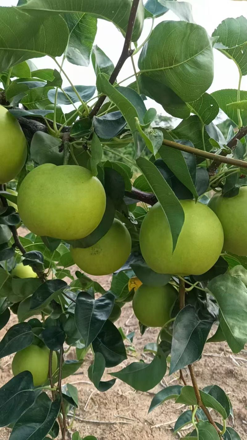 电商供应链湖北翠冠梨，鲜果供货