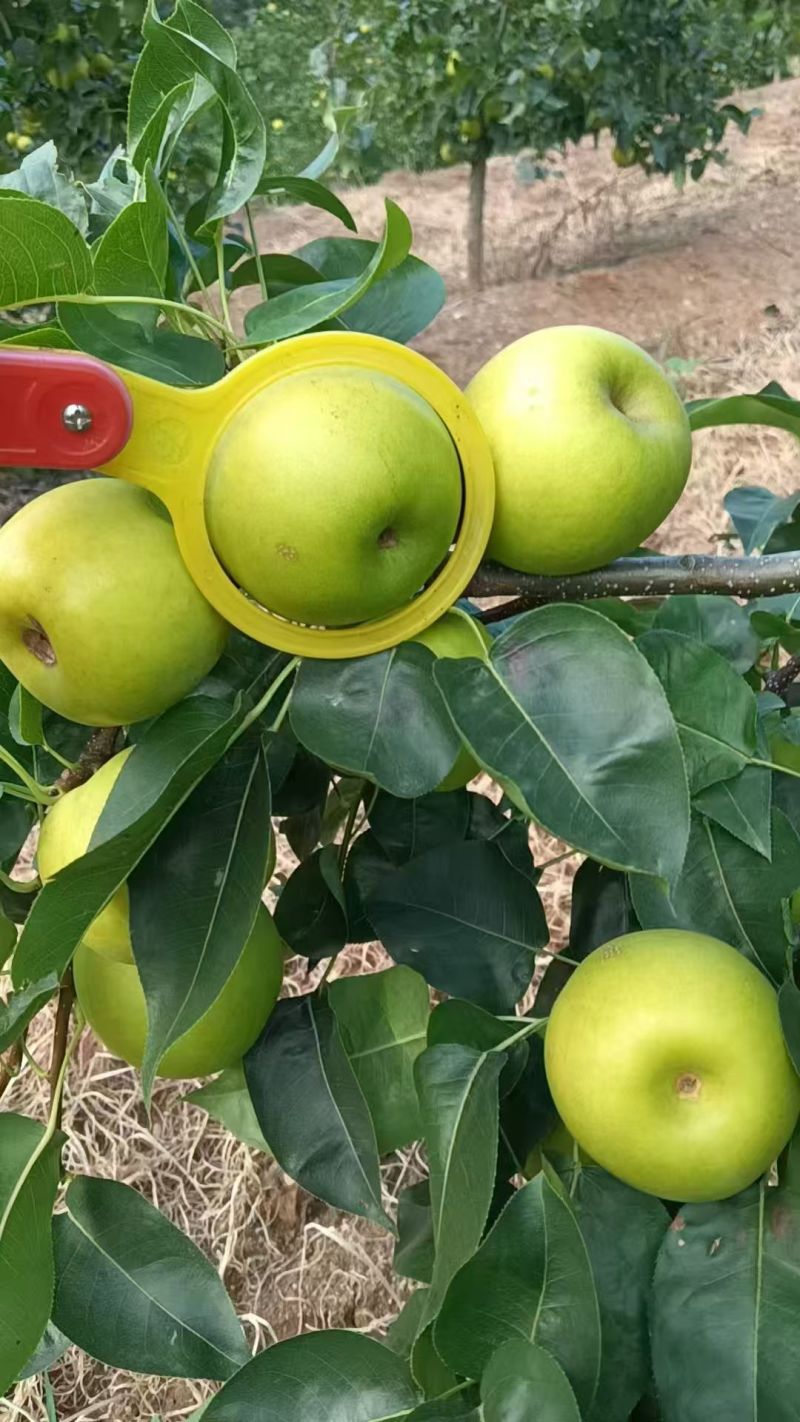 电商供应链湖北翠冠梨，鲜果供货