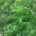 毛苕子种子果园绿肥饲用养殖牧草蜜源花卉固土护坡长柔毛野豌