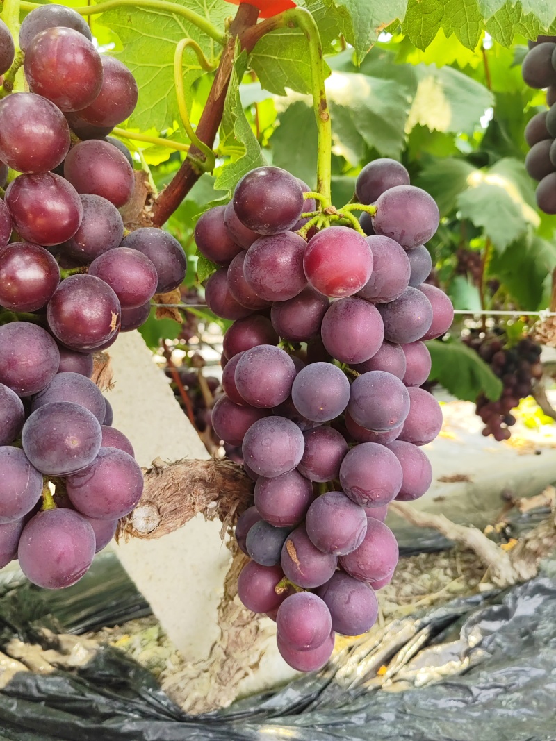 自家种植藤稔葡萄乒乓球葡萄巨峰系列