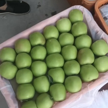 售华硕果