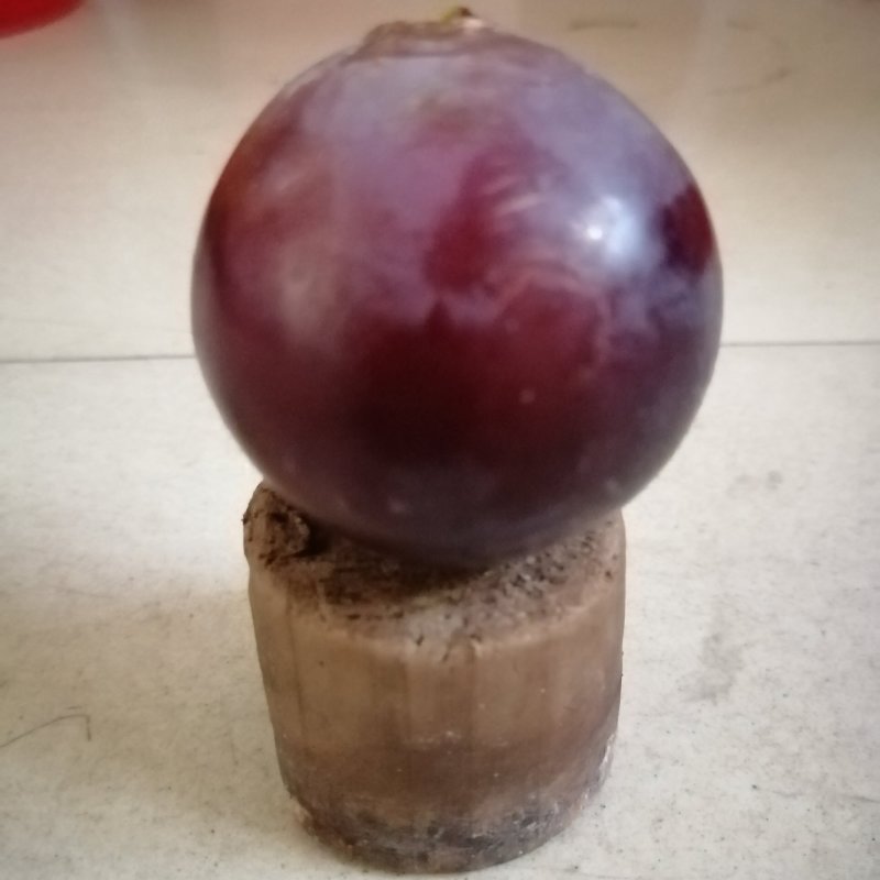 自家种植藤稔葡萄乒乓球葡萄巨峰系列