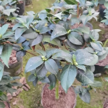 香妃茶花50高35冠