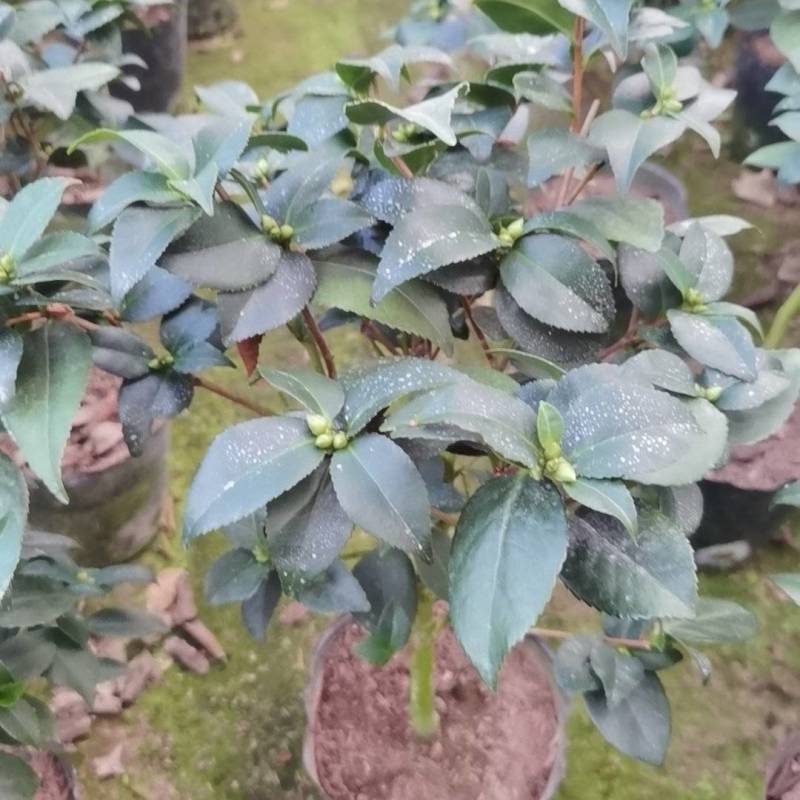 香妃茶花50高35冠