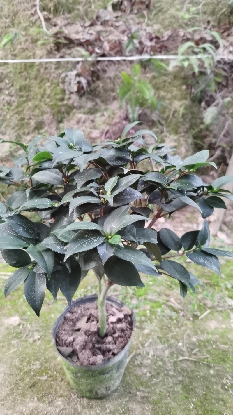 香妃茶花50高35冠