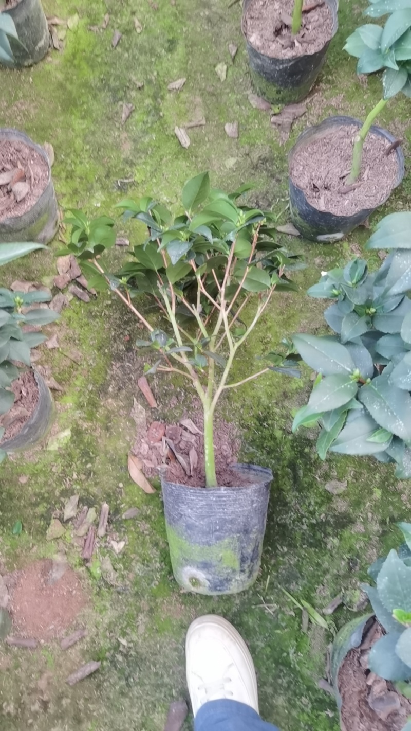 香妃茶花50高35冠