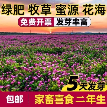 紫云英厂家货源批发价格全国发货价格便宜欢迎下单咨询